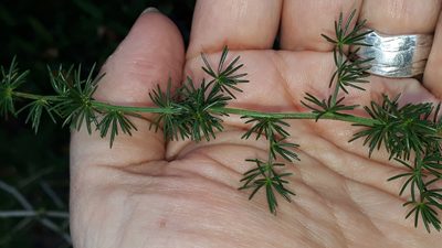 Asparagus acutifolius, photographed by Alessia Guggisberg