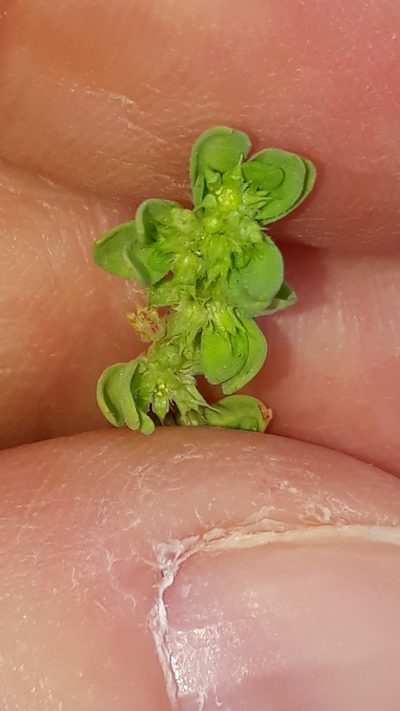 Paronychia echinulata, photographed by Alessia Guggisberg