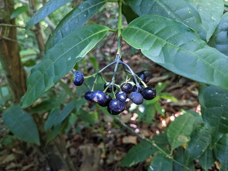 Faramea multiflora, photographed by Attila Oláh