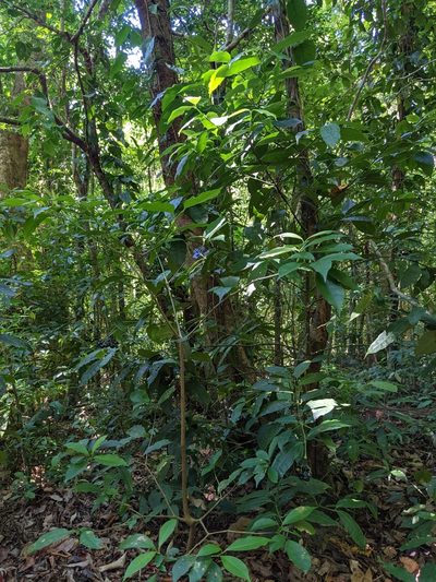 Faramea multiflora, photographed by Attila Oláh