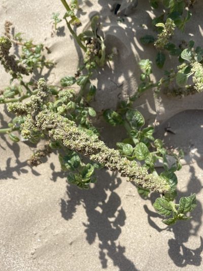 Amaranthus greggii, photographed by Evelyn Lazzaretti 🏳️‍⚧️