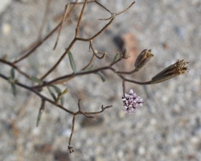 Palafoxia arida, photographed by Gail A Baker