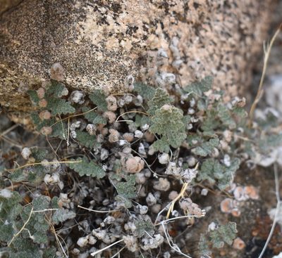 Myriopteris parryi, photographed by Gail A Baker