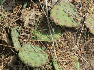 Opuntia cespitosa, photographed by Howard Williams