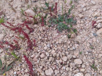 Rumex bucephalophorus, photographed by Davide Puddu