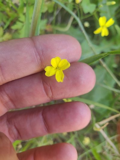 Bunias erucago, photographed by Davide Puddu