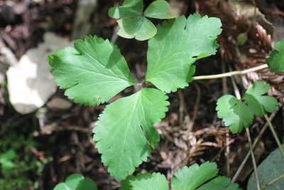 Anemonoides grayi, photographed by Cricket Raspet