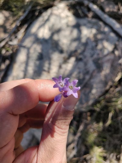 Brimeura fastigiata, photographed by Davide Puddu