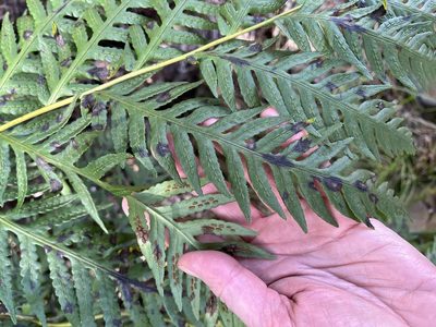 Woodwardia fimbriata, photographed by lotusmorning