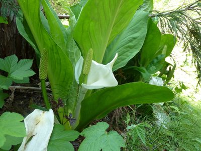 Lysichiton camtschatcensis, photographed by Andreas Taeger