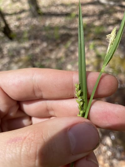 Carex radfordii, photographed by Brandon Wheeler