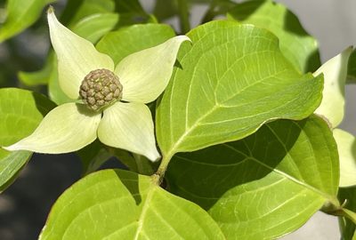 Cornus kousa, photographed by Anne