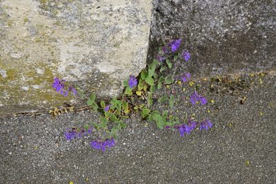 Nepeta racemosa, photographed by Patrick Hacker