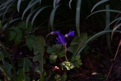 Anemonoides blanda, photographed by Dr. Sven Gippner