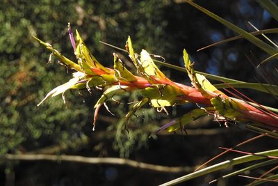 Tillandsia rodrigueziana, photographed by Neptalí Ramírez Marcial