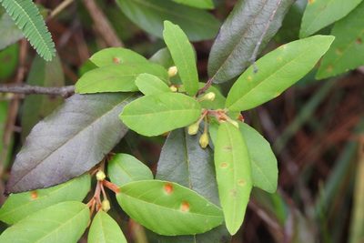Frangula mucronata, photographed by Neptalí Ramírez Marcial