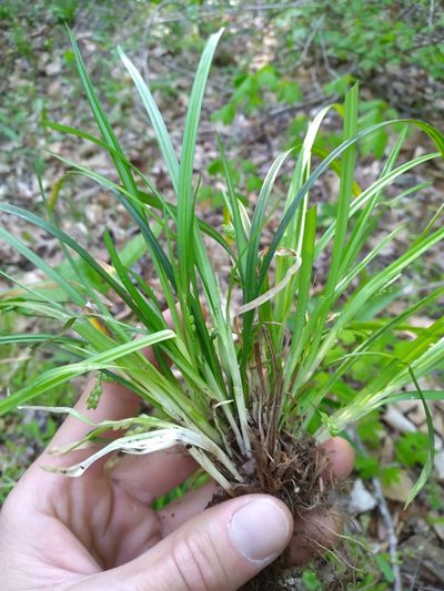 Carex cumberlandensis, photographed by Scott Ward