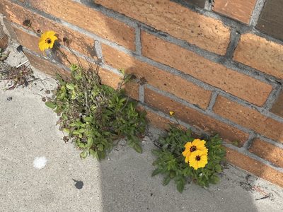 Coreopsis basalis, photographed by Luke Padon