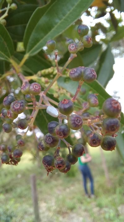 Miconia ligustroides, photographed by JG