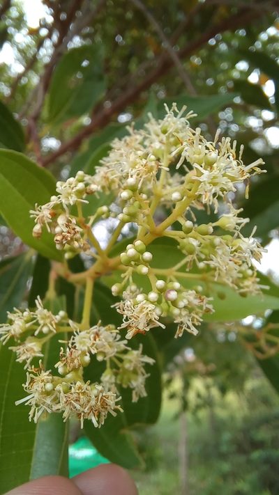 Miconia ligustroides, photographed by JG