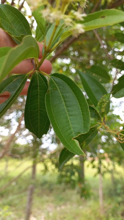 Miconia ligustroides, photographed by JG