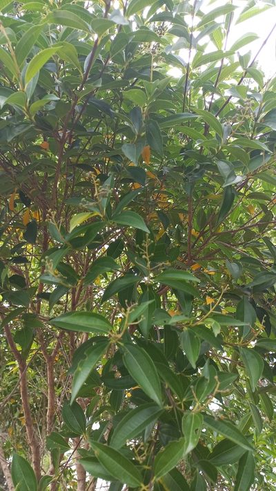 Miconia ligustroides, photographed by JG