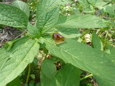 Scopolia japonica, photographed by Andreas Taeger