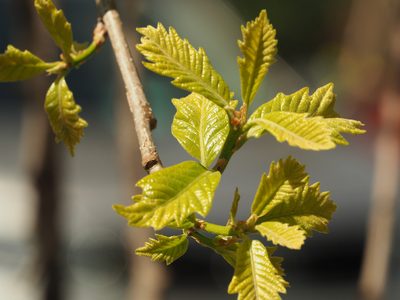 Quercus bicolor, photographed by mefisher