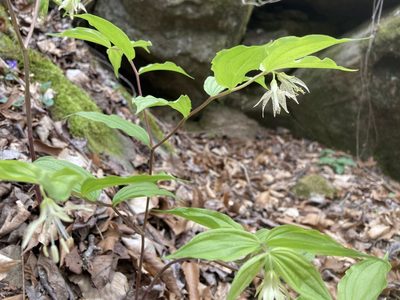 Prosartes maculata, photographed by Hill Craddock