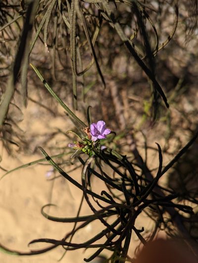 Eriodictyon altissimum, photographed by Nora Bales
