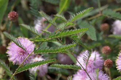 Mimosa microphylla, photographed by Kim