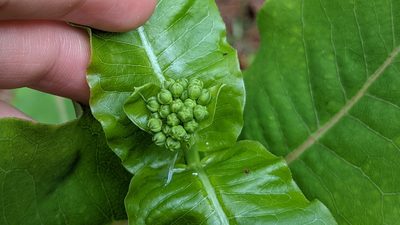 Asclepias amplexicaulis, photographed by Joseph Aubert