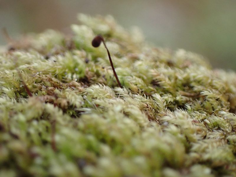 Claopodium whippleanum, photographed by Randal