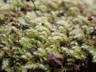 Claopodium whippleanum, photographed by Randal