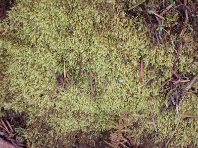 Claopodium whippleanum, photographed by Randal