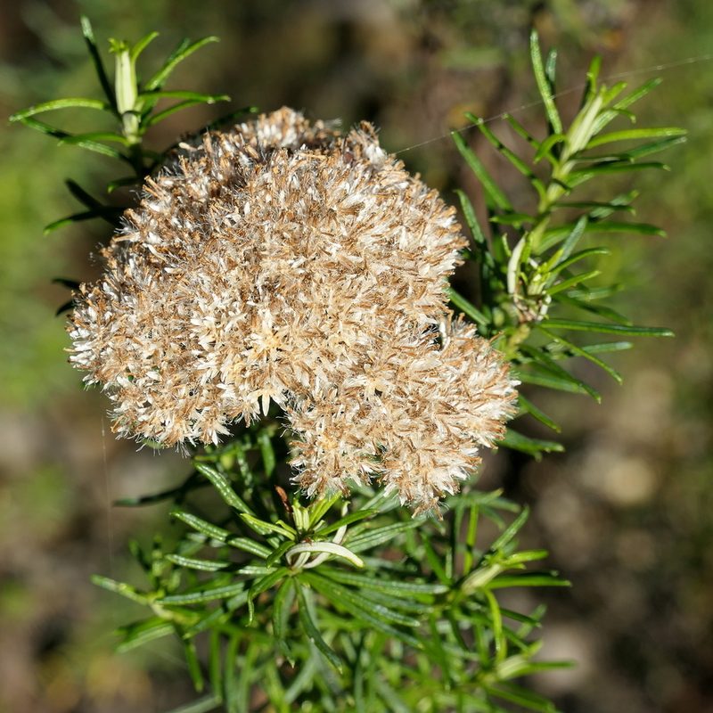Cassinia maritima, photographed by Max Campbell