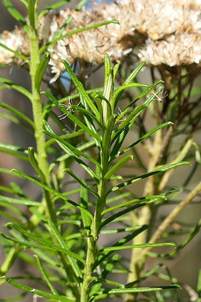 Cassinia maritima, photographed by Max Campbell
