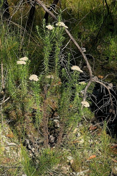 Cassinia maritima, photographed by Max Campbell