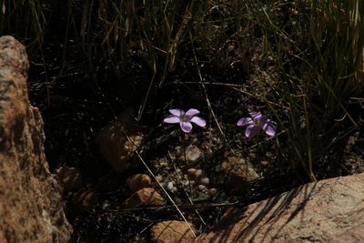 Oxalis pocockiae, photographed by Tony Rebelo