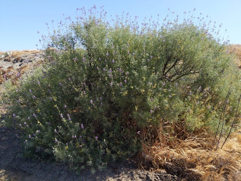 Lupinus albifrons, photographed by Ken-ichi Ueda