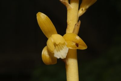 Bletia spicata, photographed by Reid Hardin