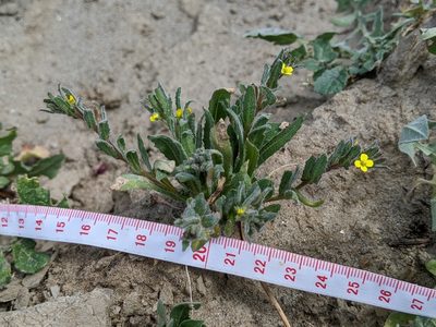 Camissoniopsis micrantha, photographed by Ken-ichi Ueda