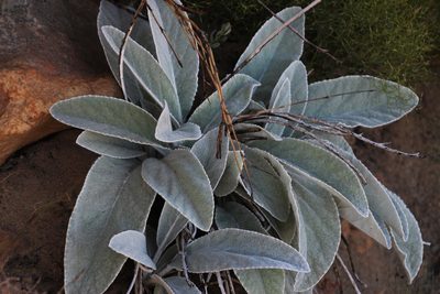 Hermas gigantea, photographed by Tony Rebelo