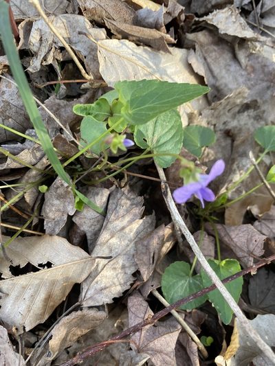 Viola affinis, photographed by Bonnie Semmling