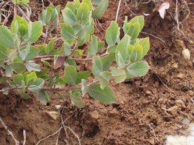 Arctostaphylos columbiana, photographed by Erin Springinotic