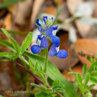 Lupinus subcarnosus, photographed by tcantrell52