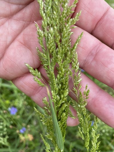 Sphenopholis obtusata, photographed by Michelle Lopez