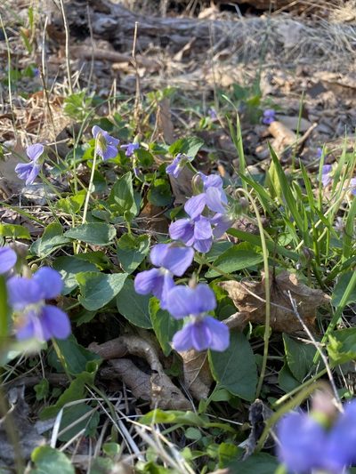 Viola affinis, photographed by Bonnie Semmling