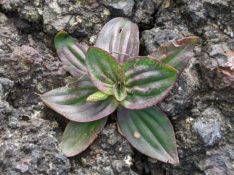 Plantago subnuda, photographed by Ken-ichi Ueda