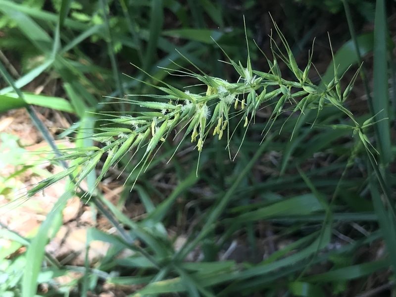 Elymus californicus, photographed by Yann Kemper